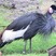 Black Crowned-Crane